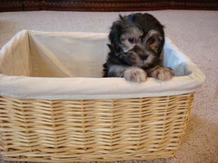 black-and-whtie-female-havanese-puppy-found-home-from-utah-to-arizona